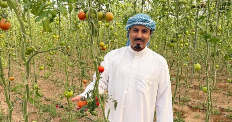 اللافي:-لا-لترقيد-الطماطم-بالمجمّعات