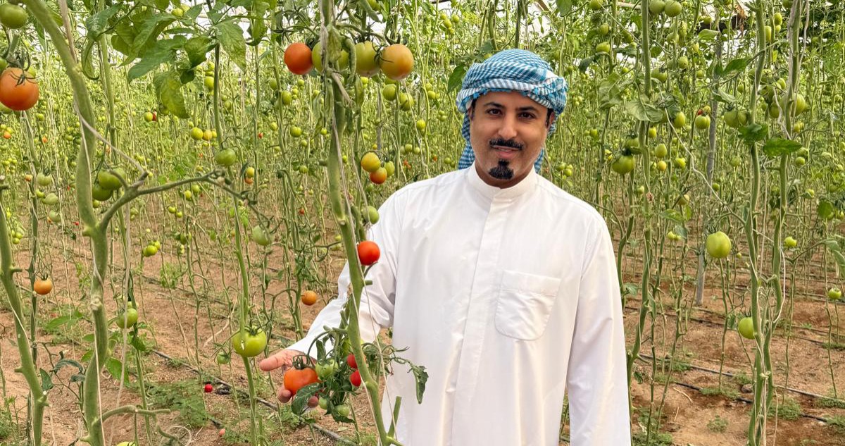 اللافي:-لا-لترقيد-الطماطم-بالمجمّعات