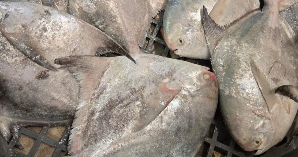 السَّمك-أخافته-الحرب…-والروبيان…-كان-زمان!