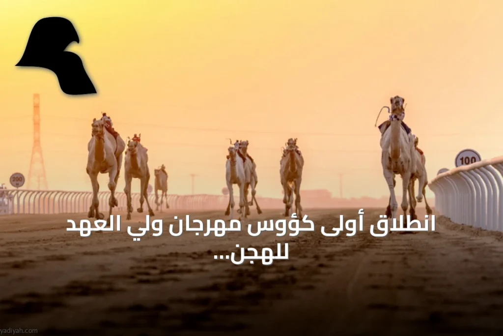 انطلاق أولى كؤوس مهرجان ولي العهد للهجن بالطائف
