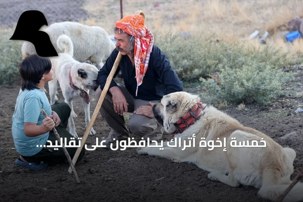 خمسة إخوة أتراك يحافظون على تقاليد اليوروك في مراعي أفيون