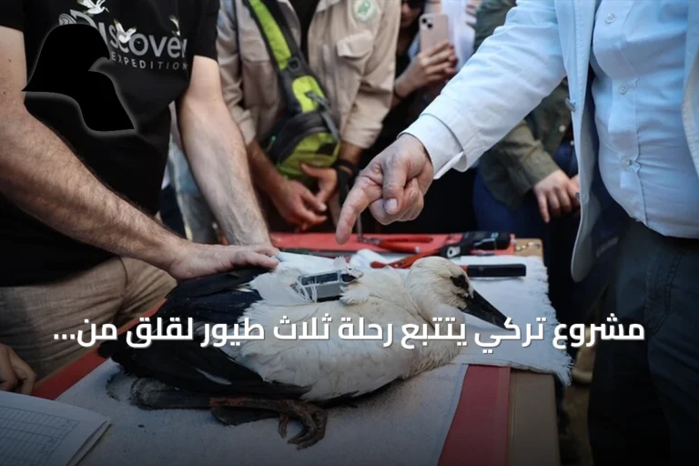 مشروع تركي يتتبع رحلة ثلاث طيور لقلق من سينوب إلى سوريا ومصر